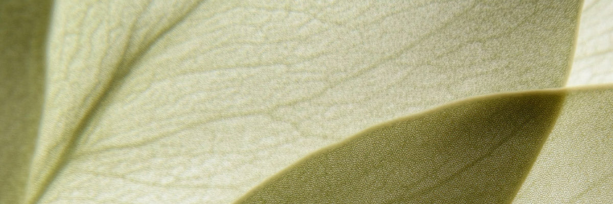 Close-up of natural green leaf texture symbolizing HerbloomZ sustainability, eco-friendly wellness rituals, and mindful living