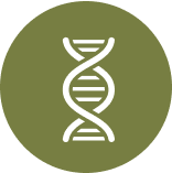Icon illustrating the 20 billion CFU of psychobiotics in HerbloomZ probiotic matcha, clinically-backed to support the gut-brain axis for mood and cortisol balance