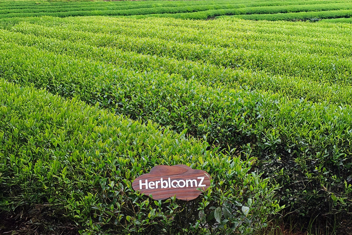 Wuyi Mountain, Fujian · Oolong Tea