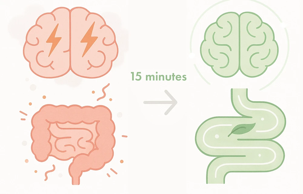 llustration showing stressed brain and gut transforming into calm clarity within 15 minutes after drinking SUPERBA COFFEE