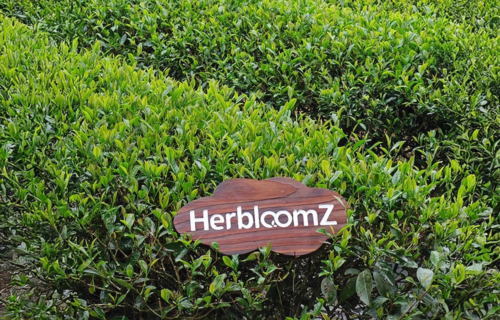 HerbloomZ tea garden with fresh green leaves and wooden HerbloomZ sign in Yunnan, source of premium Arabica and oolong