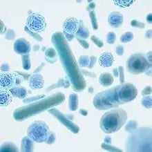 Live probiotics bacteria for gut health drinks - 20 billion CFU microbiome support in probiotic matcha and cortisol balance formulas
