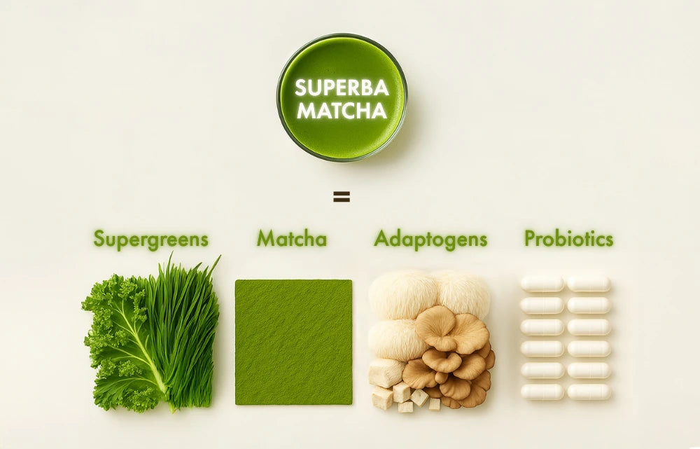 Visual breakdown of the SUPERBA MATCHA formula: a blend of supergreens, matcha, adaptogens, and probiotics designed to balance cortisol, relieve bloat, and clear brain fog.
