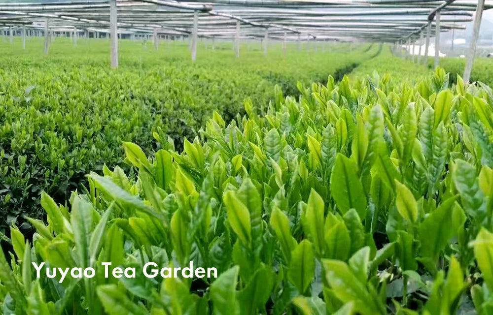 HerbloomZ's Matcha Yuyao Tea Garden with rows of green tea plants under a canopy